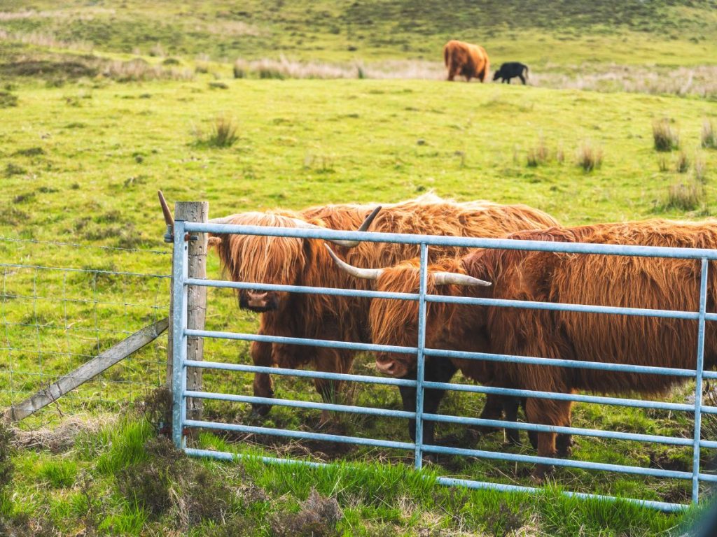 Highland Coos on our Scottish Highlands road trip