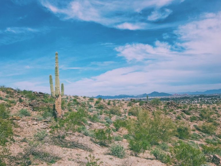 Saguaro Cactus in Phoenix on our Arizona Road Trip
