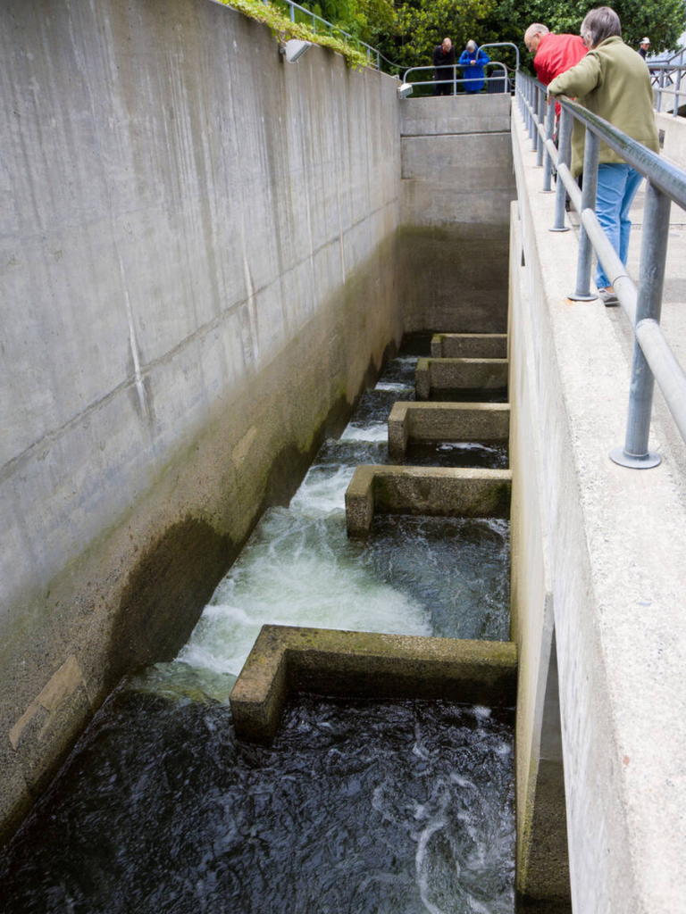 Visitors observing the fish ladder at Ballard Locks in Seattle, a unique local experience featured in this Seattle travel guide.