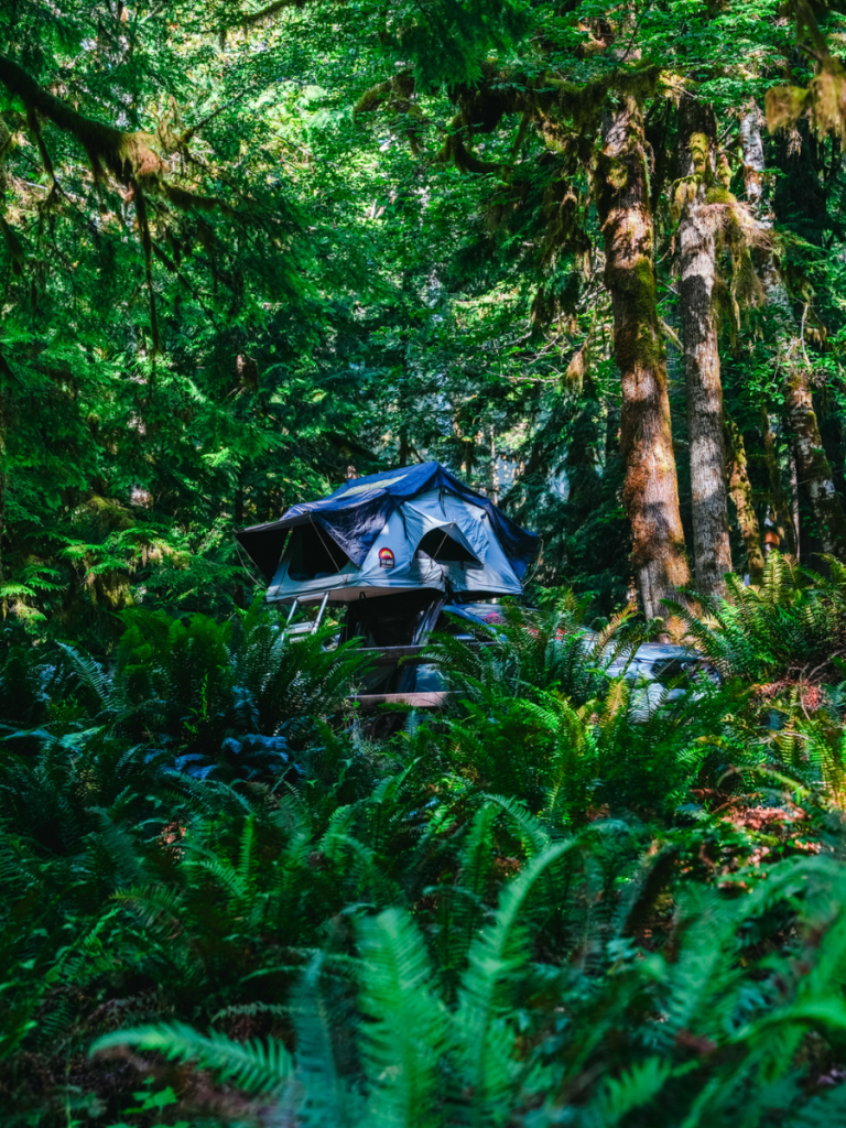 Rooftop tent set up in a lush, mossy forest surrounded by ferns and towering trees, creating a peaceful and immersive camping experience on a Pacific Northwest road trip.