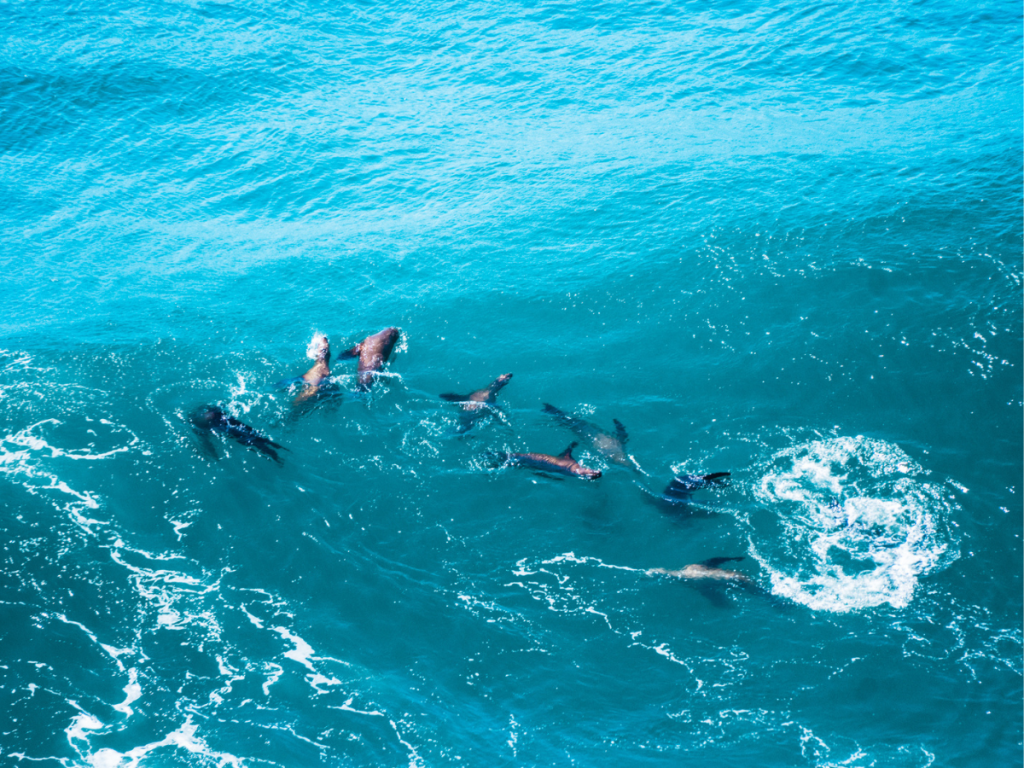A group of sea lions swimming and playing in the bright turquoise waters off the Oregon Coast, spotted from above during a scenic Pacific Northwest road trip.