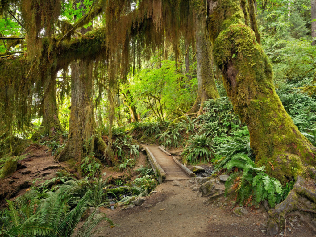 Lush moss-draped trees and ferns surrounding a wooden footbridge in the Hoh Rain Forest of Olympic National Park, a magical and green stop on a Pacific Northwest road trip.