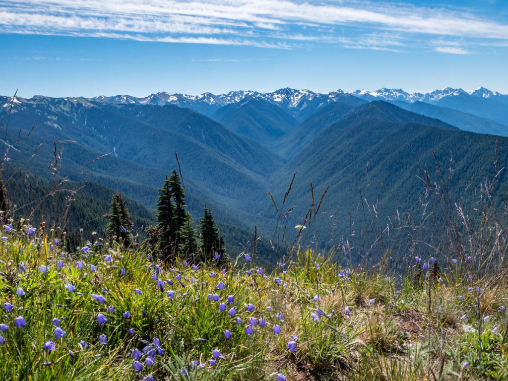 Panoramic view of the Olympic Mountains from Hurricane Ridge, with wildflowers blooming in the foreground and snow-capped peaks stretching into the distance under a bright blue sky.
