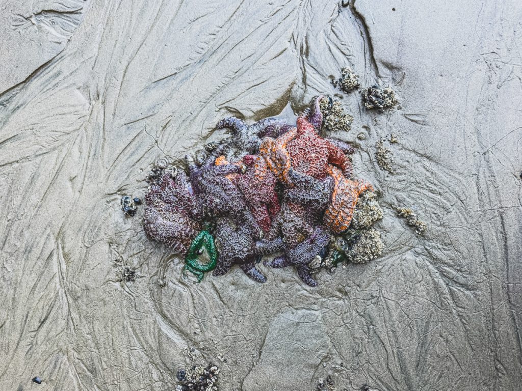 Cluster of colorful sea stars and anemones exposed on wet sand during low tide at the Oregon Coast, showcasing the vibrant marine life found on a Pacific Northwest road trip.