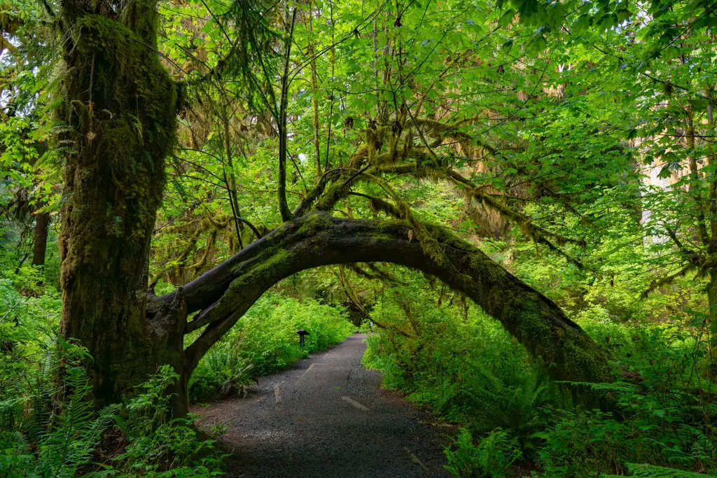 A moss-covered tree arches over a forest trail in the Hoh Rain Forest, surrounded by lush ferns, towering evergreens, and vibrant green foliage in Olympic National Park, Washington.