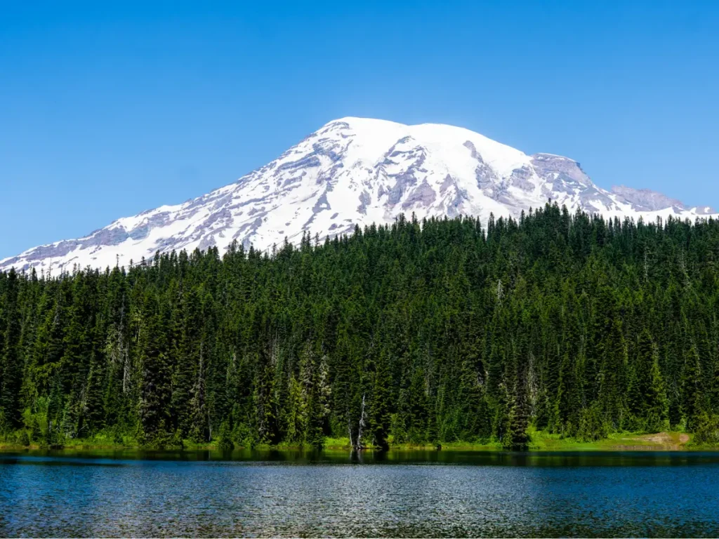 Snow-covered Mount Rainier towering above Reflection Lake, with a dense evergreen forest lining the shoreline beneath a clear blue sky in Mount Rainier National Park, Washington.