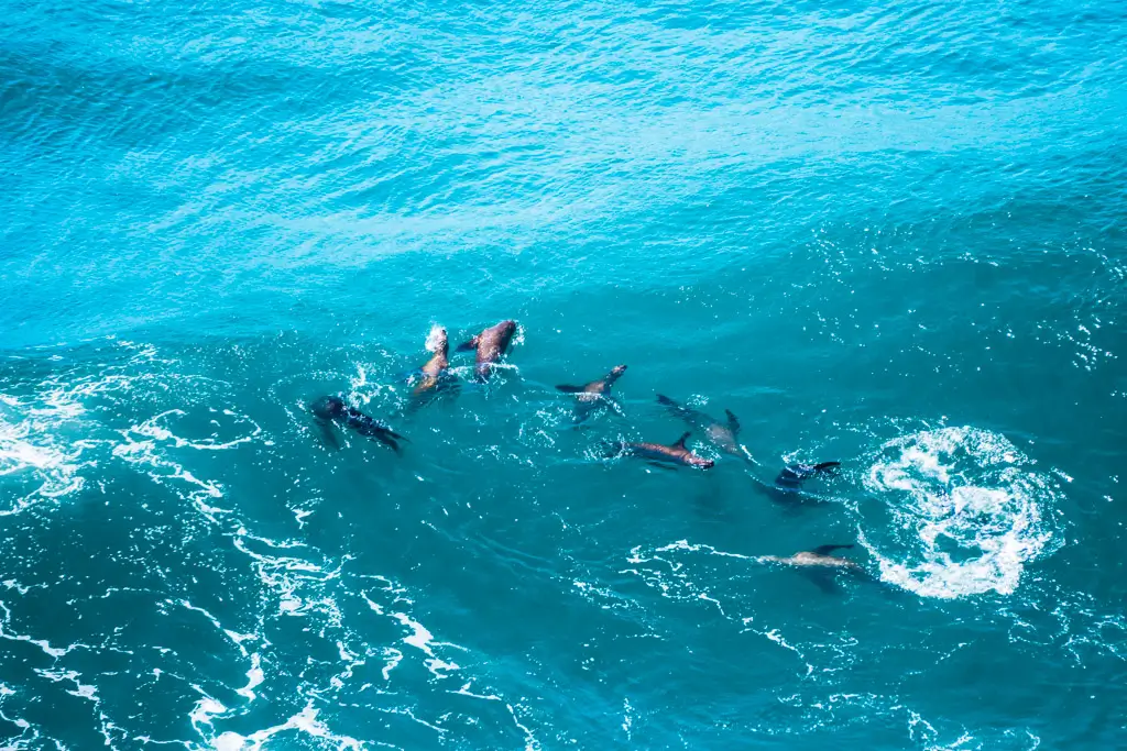 A group of wild sea lions swimming through the clear blue waters off the Oregon Coast, viewed from above as waves break across the Pacific Ocean.