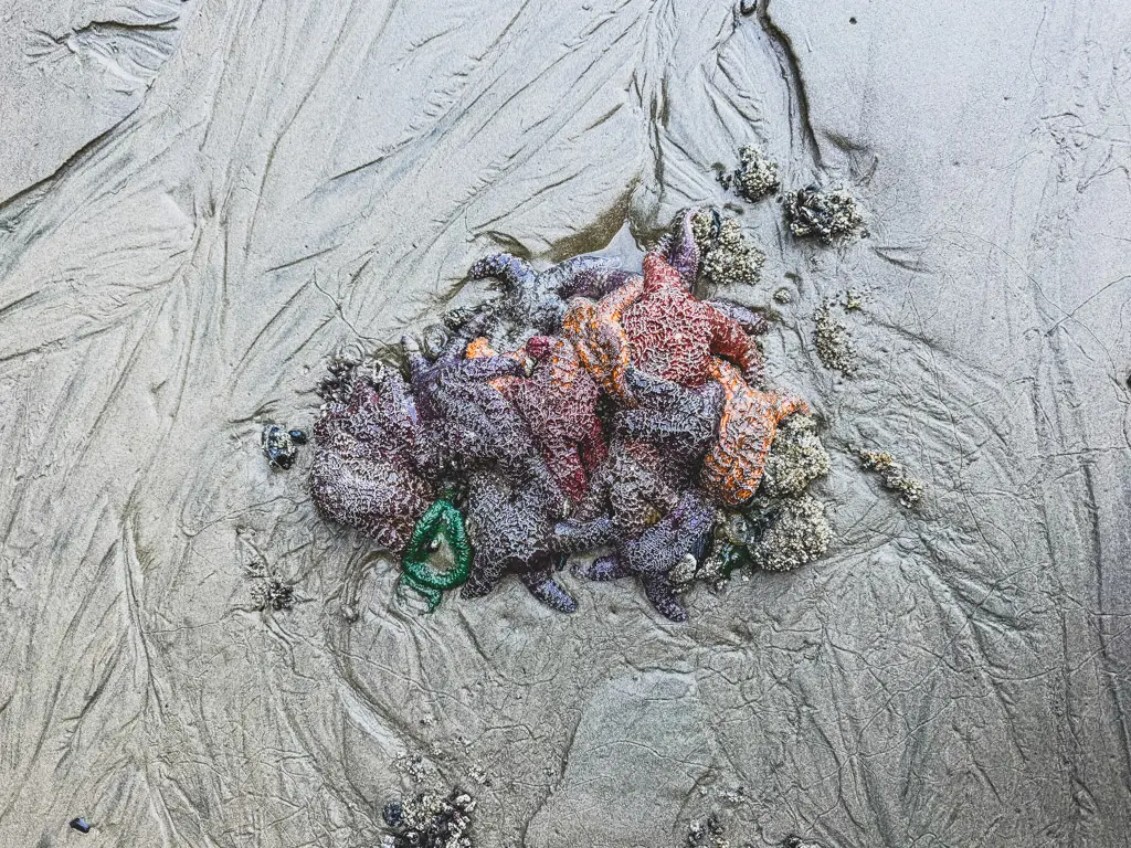 A cluster of colorful sea stars and marine life resting in a shallow tide pool on the sandy shoreline at Cannon Beach, Oregon, showcasing the vibrant intertidal ecosystem of the Oregon Coast.