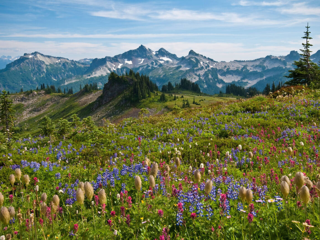 Colorful wildflower meadows in Mount Rainier National Park Paradise with dramatic mountain peaks under a clear blue sky.
