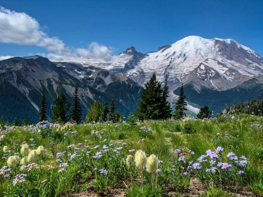 Wildflower meadow in full bloom at Sunrise Mount Rainier National Park, with snow-covered Mount Rainier and rugged peaks under a deep blue summer sky.