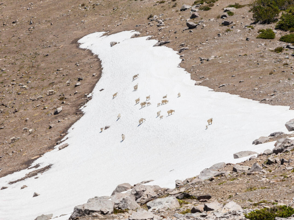 Herd of mountain goats walking across a snowfield surrounded by rocky terrain at Sunrise Mount Rainier National Park on a sunny summer day.