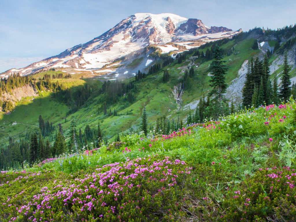 Colorful wildflowers in full bloom with Mount Rainier towering in the background, a highlight of summer hikes in a Mount Rainier 2 day itinerary.