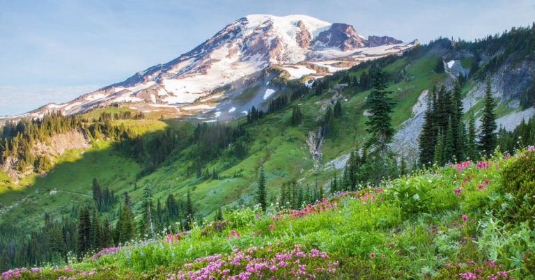 Colorful wildflowers in full bloom with Mount Rainier towering in the background, a highlight of summer hikes in a Mount Rainier 2 day itinerary.
