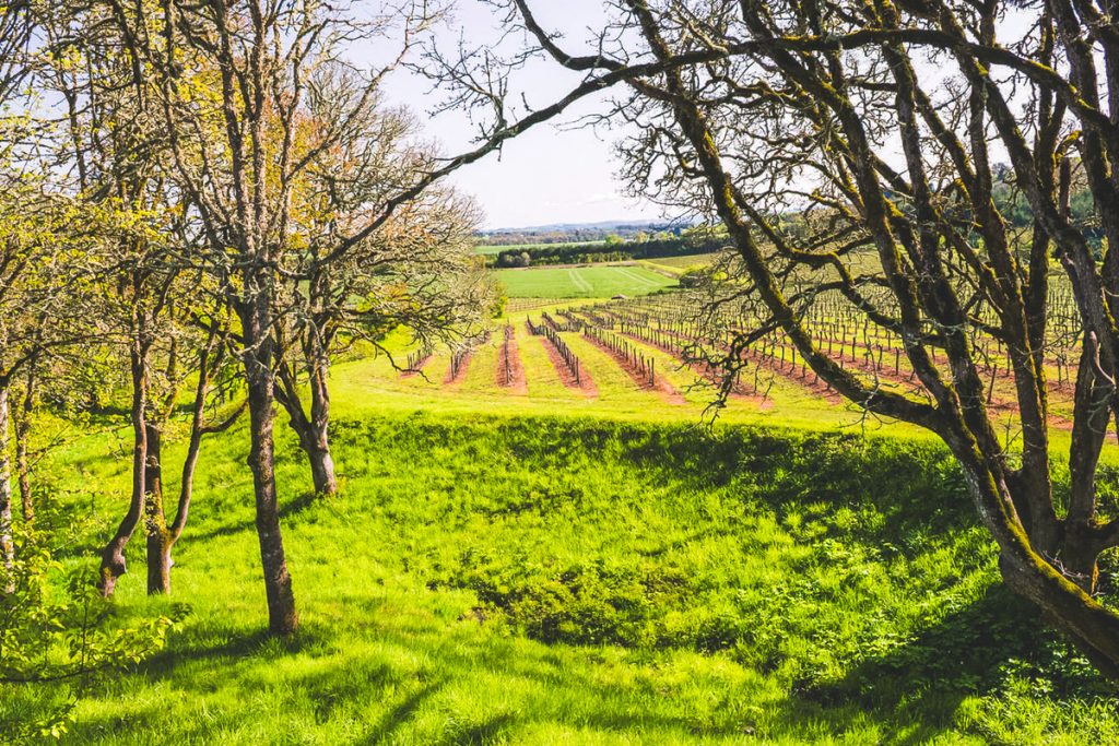 Sunlit vineyard rows stretching across green hills framed by trees, highlighting one of the relaxing things to see near Portland in Oregon wine country