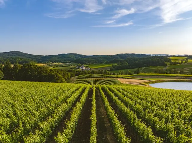 Rows of grapevines stretching across a vineyard in Oregon’s Willamette Valley, surrounded by rolling green hills and farmland under a blue sky.