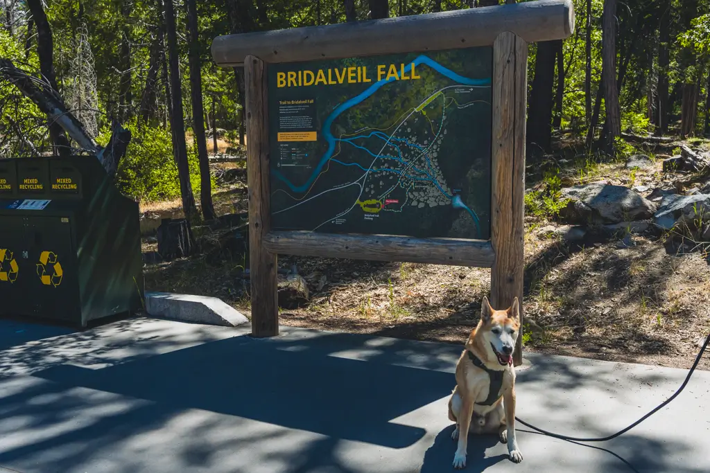 Rizzo sitting in front of the Bridalveil Fall trailhead (one of the best pet-friendly hikes in yosemite) sign in Yosemite National Park. This short, paved walk is one of the easiest places to enjoy the park with a leashed dog while taking in views of the famous waterfall.