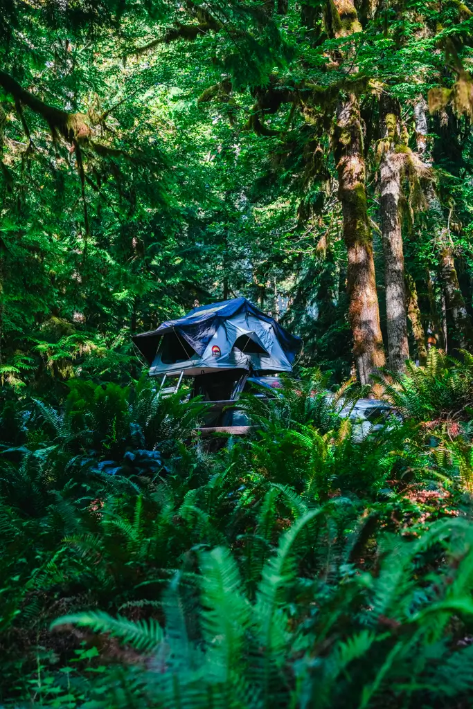 Rooftop tent set up at Fairholme Campground in Olympic National Park, surrounded by towering moss-covered trees and lush green ferns near Lake Crescent.