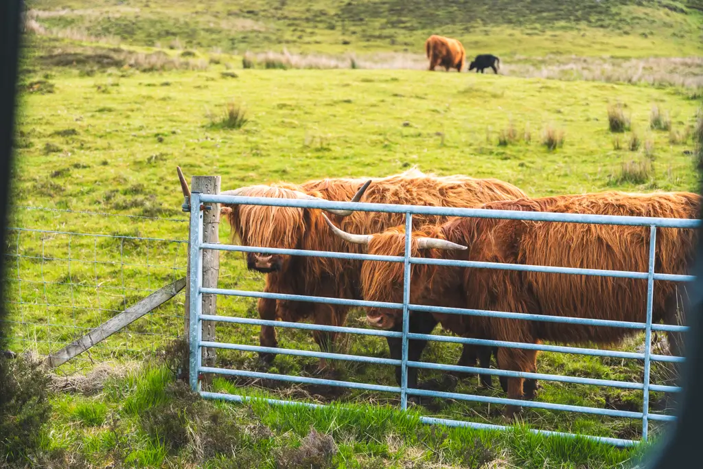 Two Highland cows with long shaggy coats and curved horns standing behind a farm gate in the scenic Scottish Highlands.