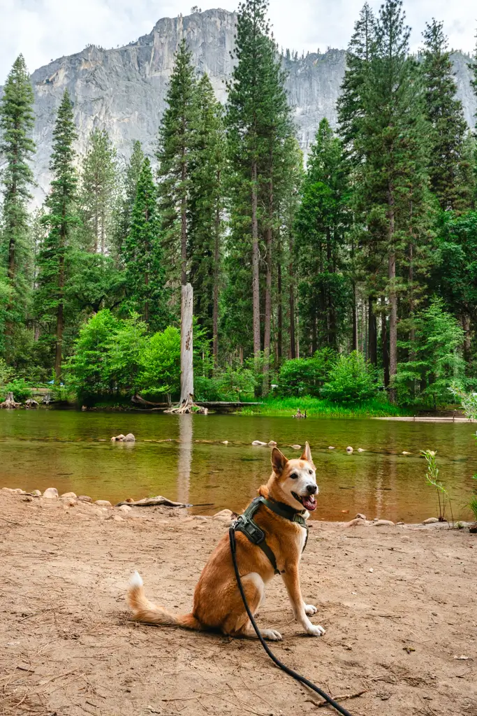 Leashed dog sitting along the Merced River at North Pines Campground in Yosemite National Park. This scenic campground offers beautiful river views, towering pine trees, and easy access to many of Yosemite Valley's dog-friendly paved trails.