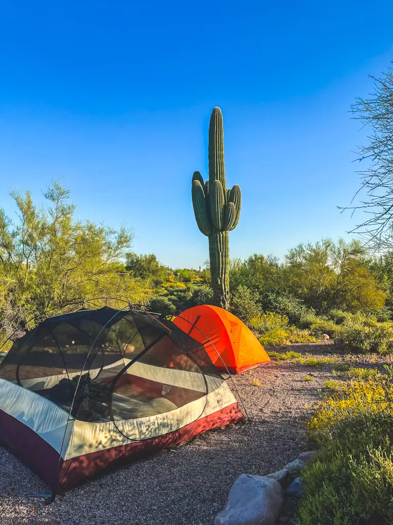 REI Half Dome tent pitched at an Arizona desert campsite beneath a towering saguaro cactus during golden hour.