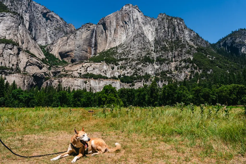 Dog resting in Cook's Meadow with Yosemite Falls and towering granite cliffs in the background at Yosemite National Park. The Cook's Meadow Loop is one of the best dog-friendly trails in Yosemite National Park, offering scenic valley views and paved walking paths.